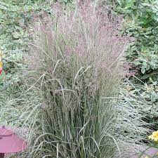 Calamagrostis x acutiflora Overdam