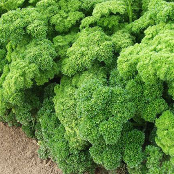 Suffolk Herbs ORGANIC SEEDS Parsley Grune Perle