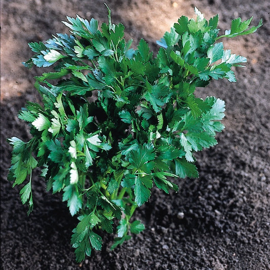 Suffolk Herbs ORGANIC SEEDS Parsley Italian Giant
