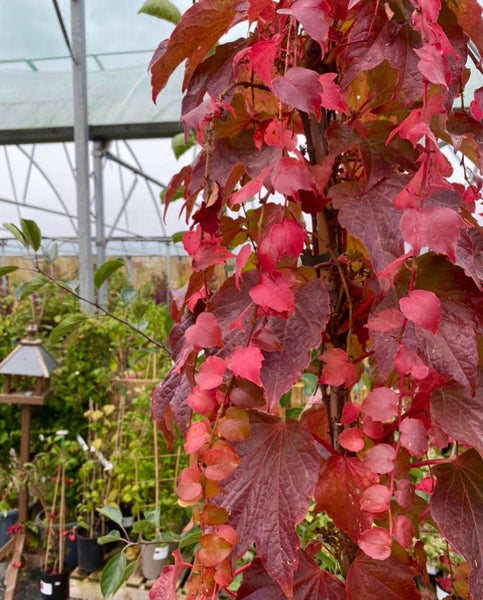 Parthenocissus tricuspidata 'Green Spring'