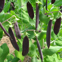 Kings Seeds Pea Shiraz