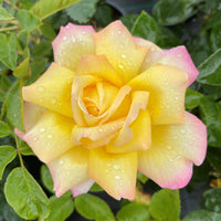 Rose 'Peace Rose'