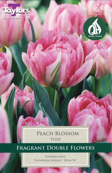 Tulip Peach Blossom