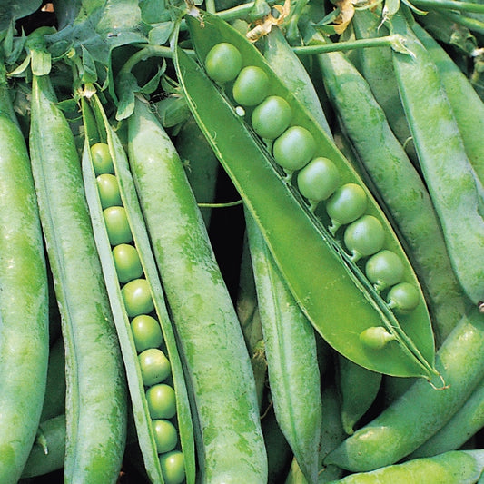 Kings Seeds Pea Hurst Greenshaft