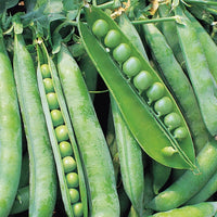 Kings Seeds Pea Hurst Greenshaft