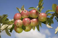 Apple Worcester Pearmain