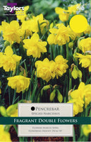 Narcissus Pencrebar