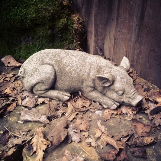 Sleeping Pig