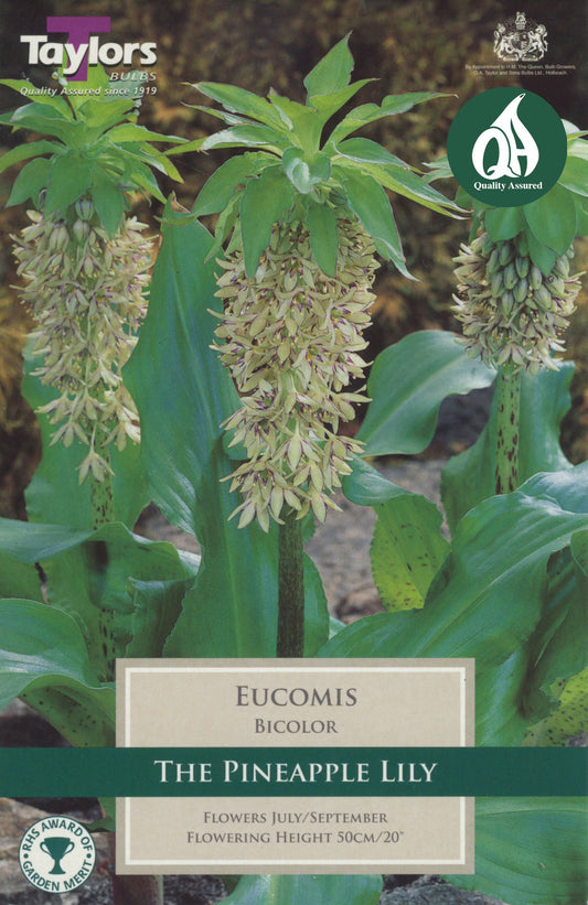 Eucomis comosa (Pineapple Lily)