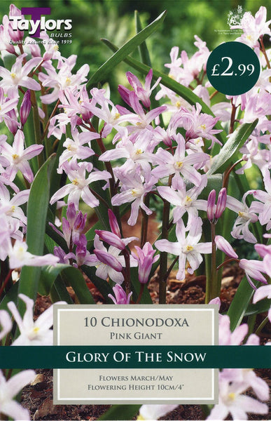 Chionodoxa Pink Giant