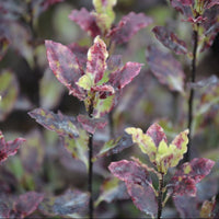 Pittosporum tenuifolium Tom Thumb