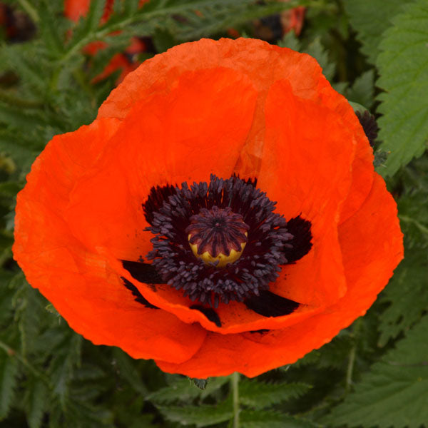 Kings Seeds Poppy Papaver Brilliant