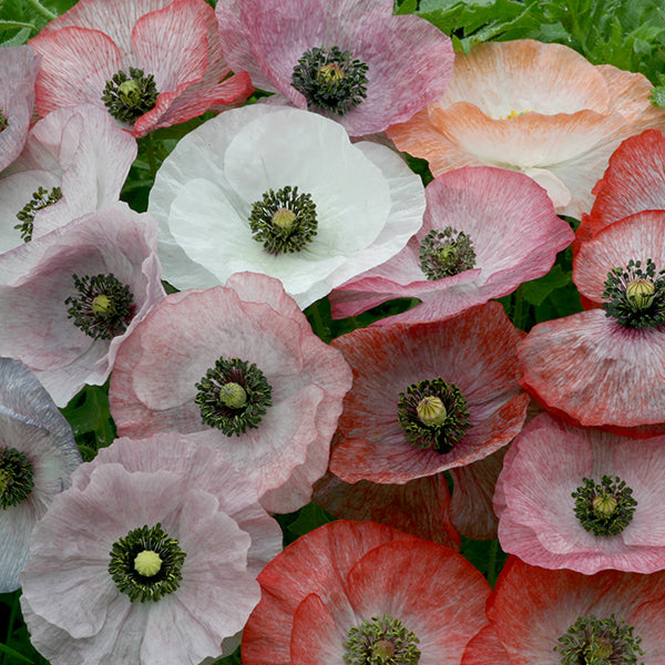 Kings Seeds Poppy Papaver Mother of Pearl