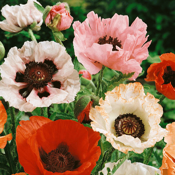 Kings Seeds Poppy Papaver Orientale New Hybrids Mixed