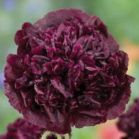 Kings Seeds Poppy Papaver Black Peony