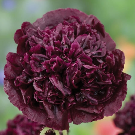 Kings Seeds Poppy Papaver Black Peony