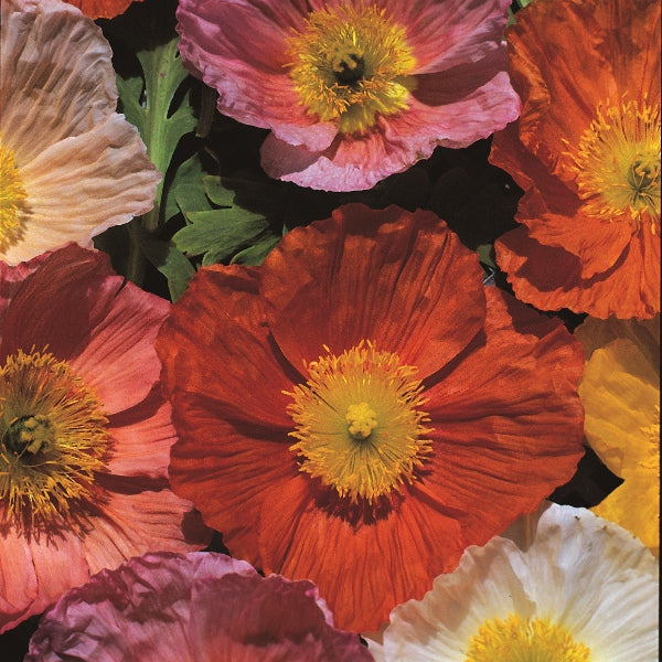 Kings Seeds Poppy Papaver Iceland Giant