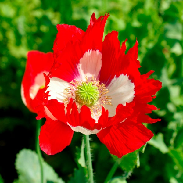 Kings Seeds Poppy Papaver Victoria Cross
