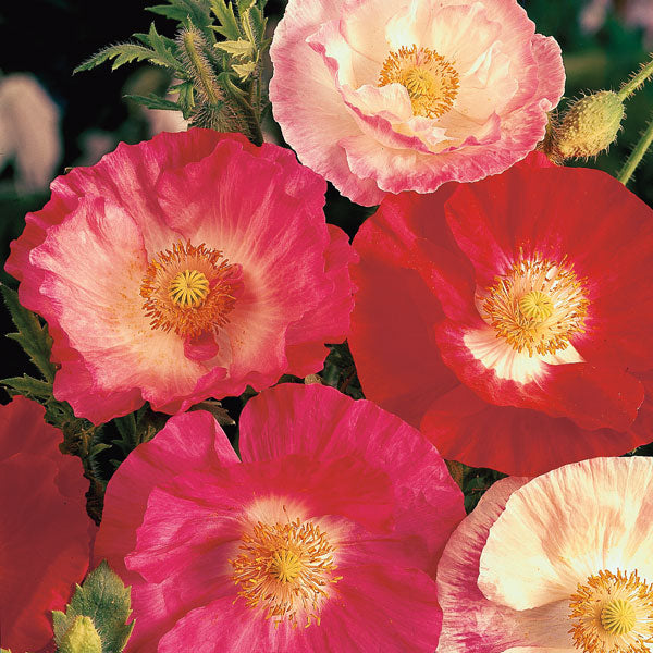 Kings Seeds Poppy Papaver Shirley Double