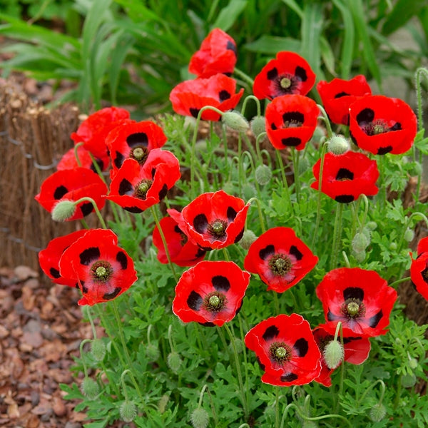 Kings Seeds Poppy Papaver Ladybird