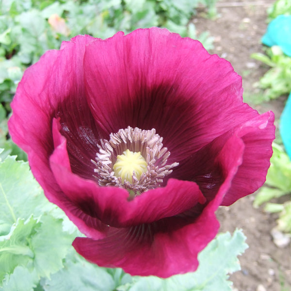 Kings Seeds Poppy Papaver Laurens Grape