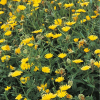 Suffolk Herbs Pot Marigold