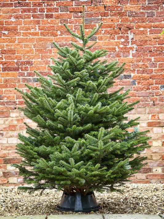 Premium Nordman Non Drop Christmas Tree 200cm - 225cm