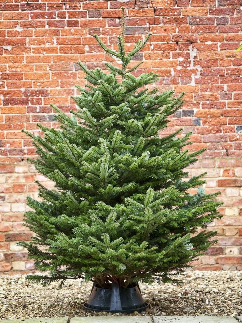Premium Nordman Non Drop Christmas Tree 120cm - 150cm