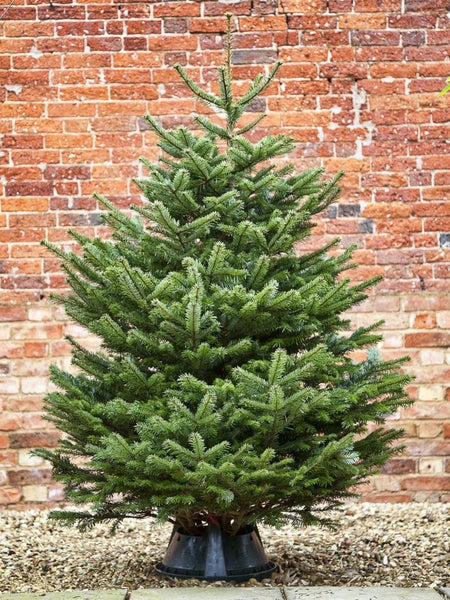 Premium Nordman Non Drop Christmas Tree 125cm - 150cm