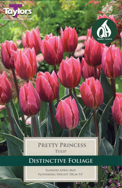Tulip Pretty Princess