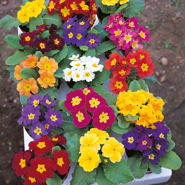 Kings Seeds Primrose Mardi Gras