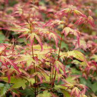 Acer palmatum Little Princess