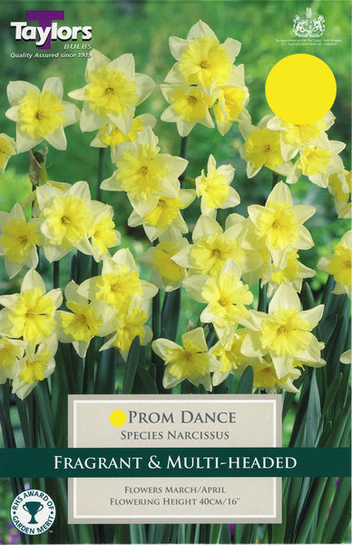 Narcissus Prom Dance