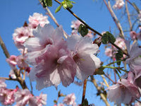 Prunus Beni-Yutaka