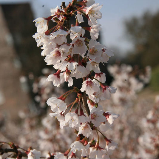 Prunus incisa Kojo-no-mai