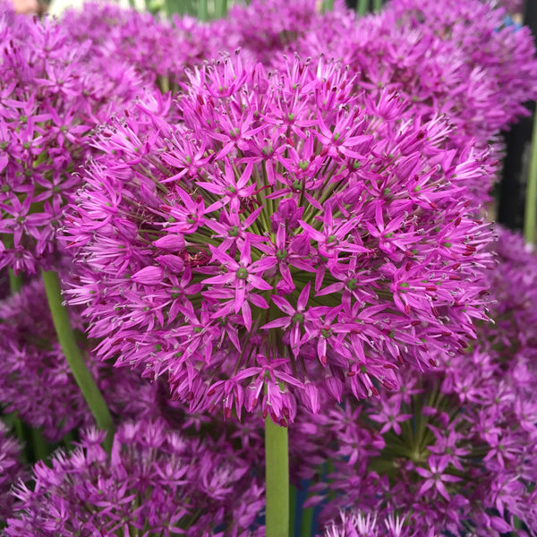 Allium Purple Sensation (Net Of 50)