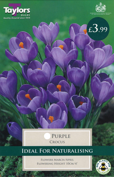 Crocus Purple