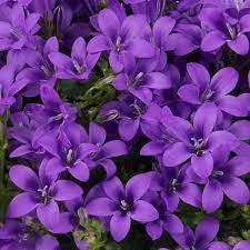 Campanula portenschlagiana Ambella Intens Purple