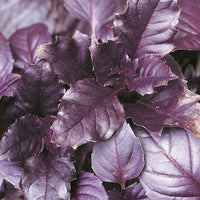 Suffolk Herbs Purple Basil