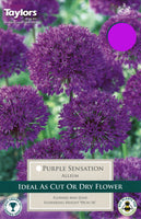 Allium Purple Sensation