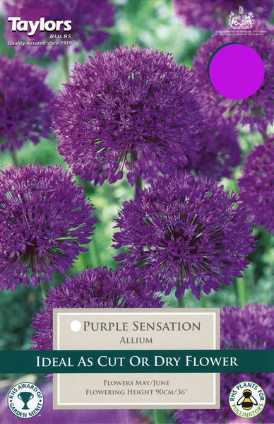 Allium Purple Sensation