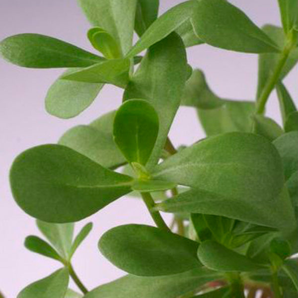 Suffolk Herbs Purslane Green