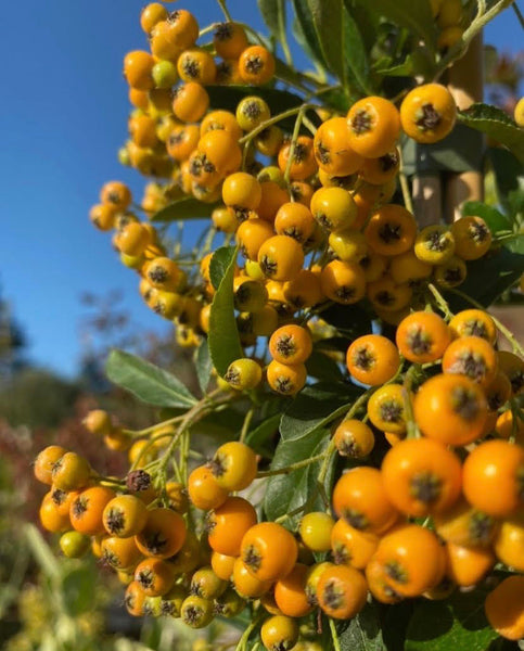 Pyracantha Soleil d'Or'