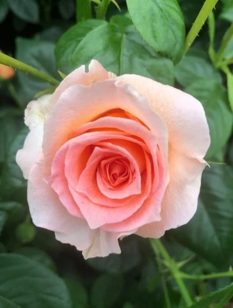 Rose 'The Queen Elizabeth II'