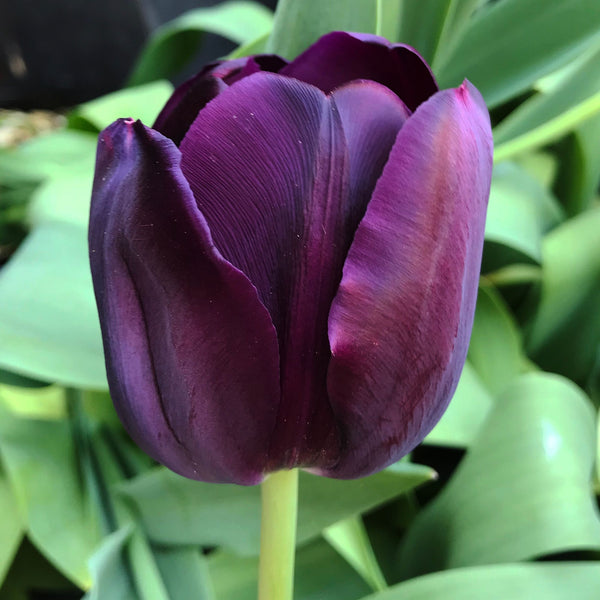 Tulip Queen Of Night (Net Of 40 Bulbs)
