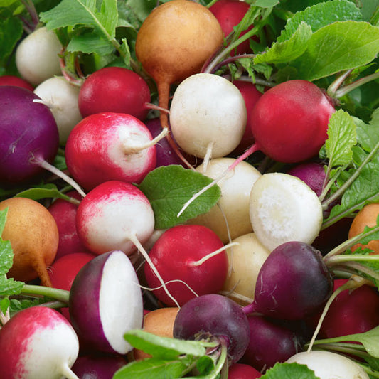 Kings Seeds Radish Mixed