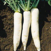 Kings Seeds Radish Mooli