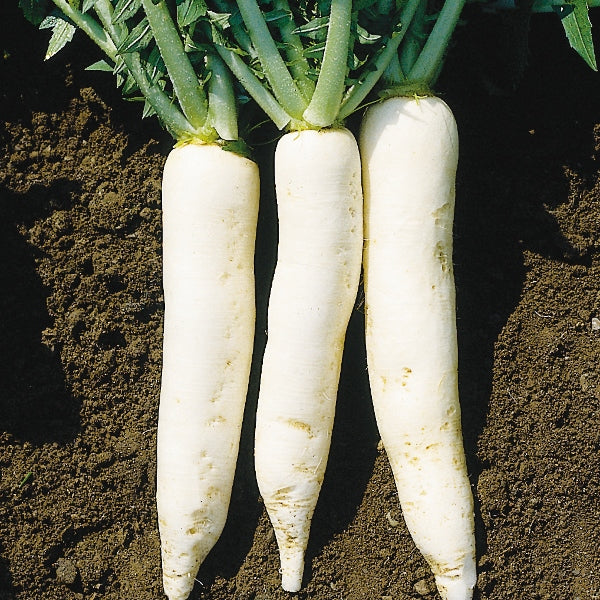 Kings Seeds Radish Mooli