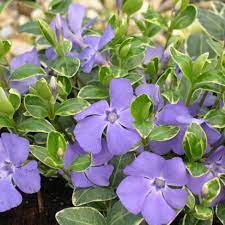 Vinca minor Ralph Shugert