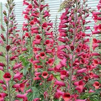 Digiplexis Illumination Raspberry